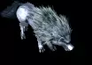 01113.webp