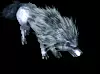 01270.webp