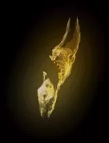 02929.webp