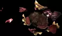 04379.webp