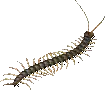 00010.webp