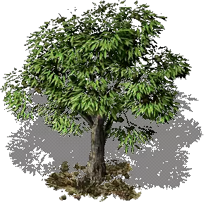 00015.webp