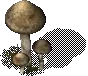00015.webp