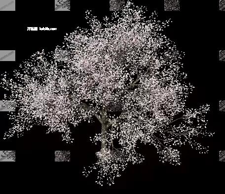 00015.webp