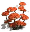 00170.webp